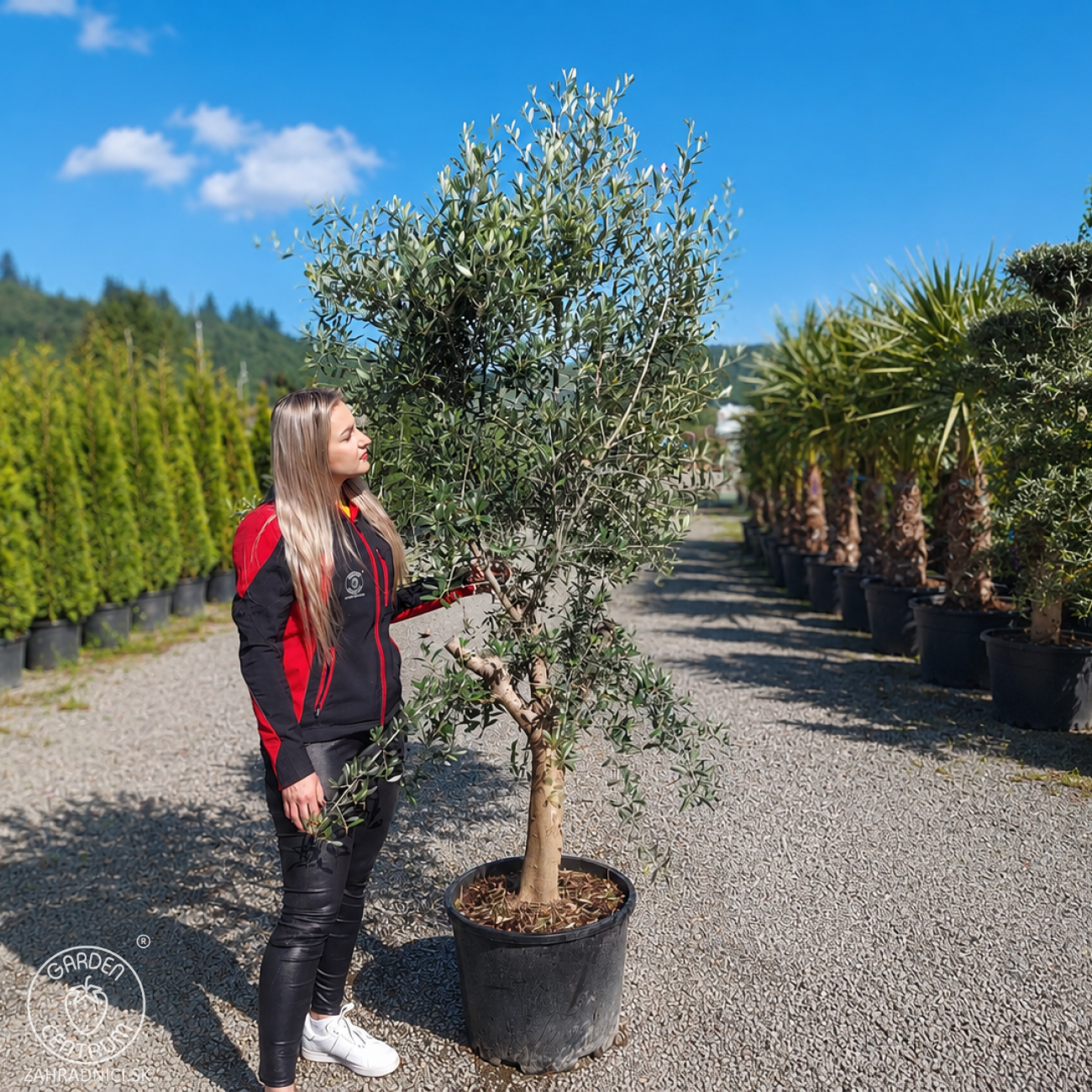 Obrázok Olivovník európsky (Olea europaea) ´ARBEQUINA´ - výška 160-180 cm, obvod kmeňa 25/30 cm, kont. C45L (-12°C)